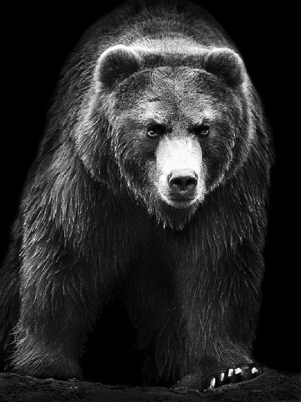 Amazello arts and crafts kit 7790 / Square Drill 30x20cm 5D Diamond Painting Black and White Animals **Square Drills Only**