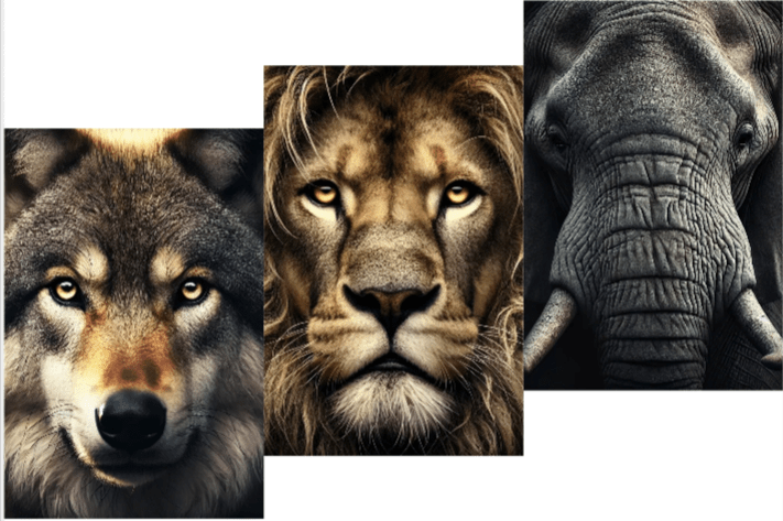 5DDPaints.com Art & Craft Kits Majestic Beasts: The Wildlife Portrait Collection (50X50cm)