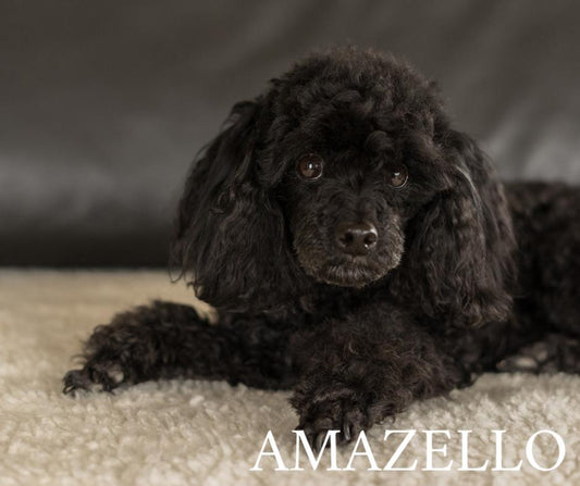 Amazello home decor 5D Diamond Painting Black Poodle