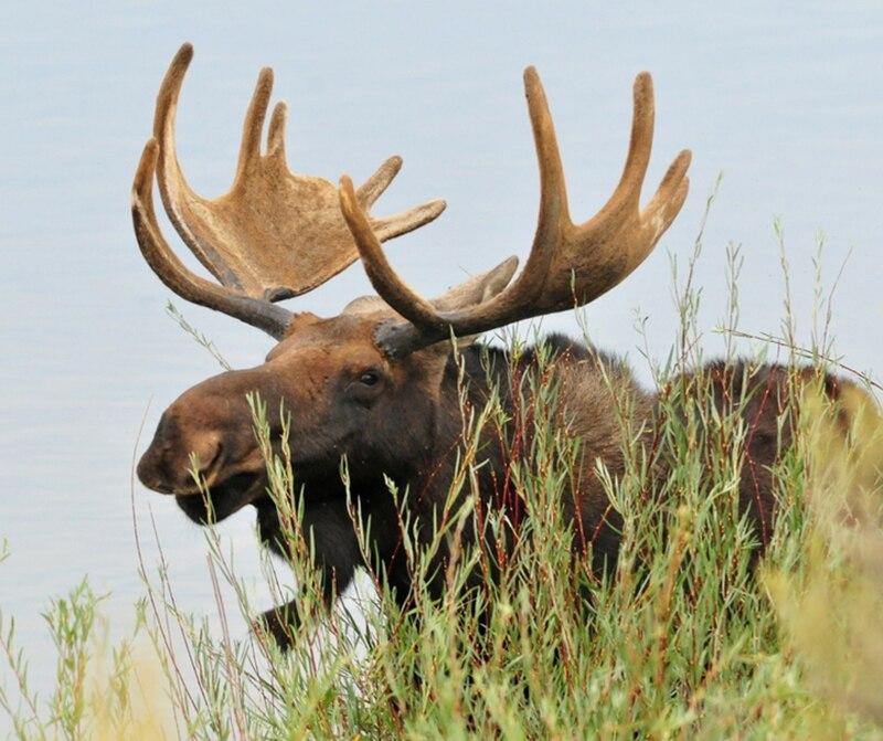 Amazello home decor 5D Diamond Painting Happy Moose Relaxing