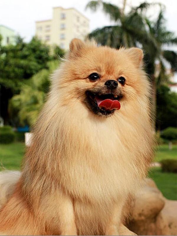 Amazello home decor 5D Diamond Painting Pomeranian