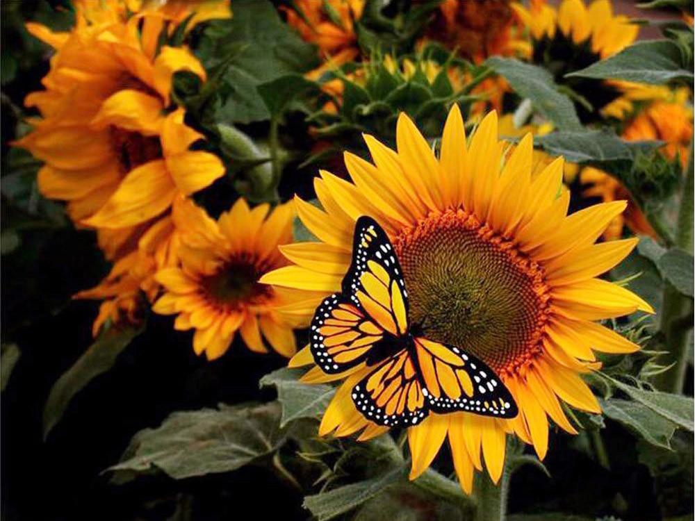 Amazello home decor 5D Diamond Painting Sunflower and Butterfly