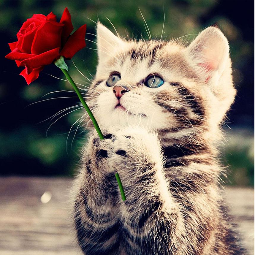 Amazello home decor 5D Diamond Painting Vintage Cat with a Rose