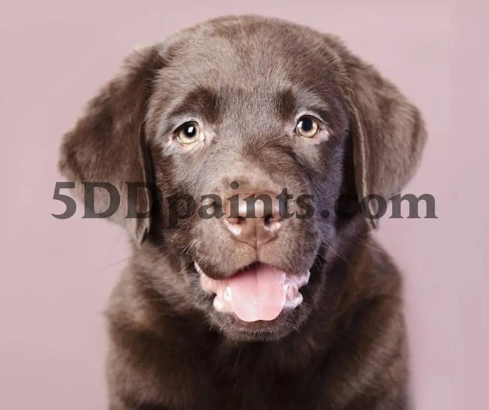 Amazello decoration 5D Diamond Painting Cute Chocolate Labrador Puppy