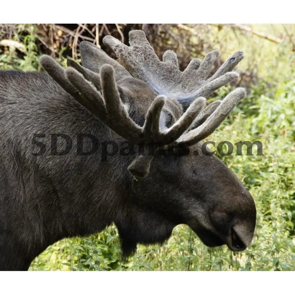 Amazello home decor 5D Diamond Painting Dark Brown Older Moose