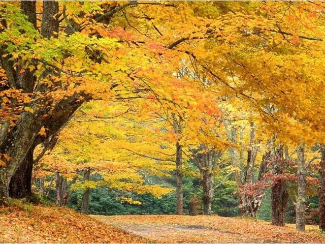 Amazello arts and crafts kit 2196 / Full Square 20X30cm 5D Diamond Painting Fall Path Mini Collection