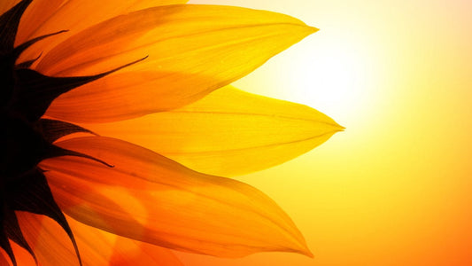 Amazello Arts & Crafts 5 Diamond Painting Sunflower Petals