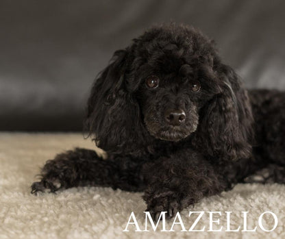 Amazello home decor 5D Diamond Painting Black Poodle