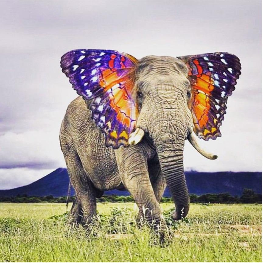 Amazello home decor 5D Diamond Painting Elephant with Butterfly Ears