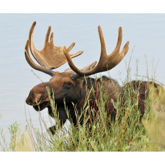 Amazello home decor 5D Diamond Painting Happy Moose Relaxing