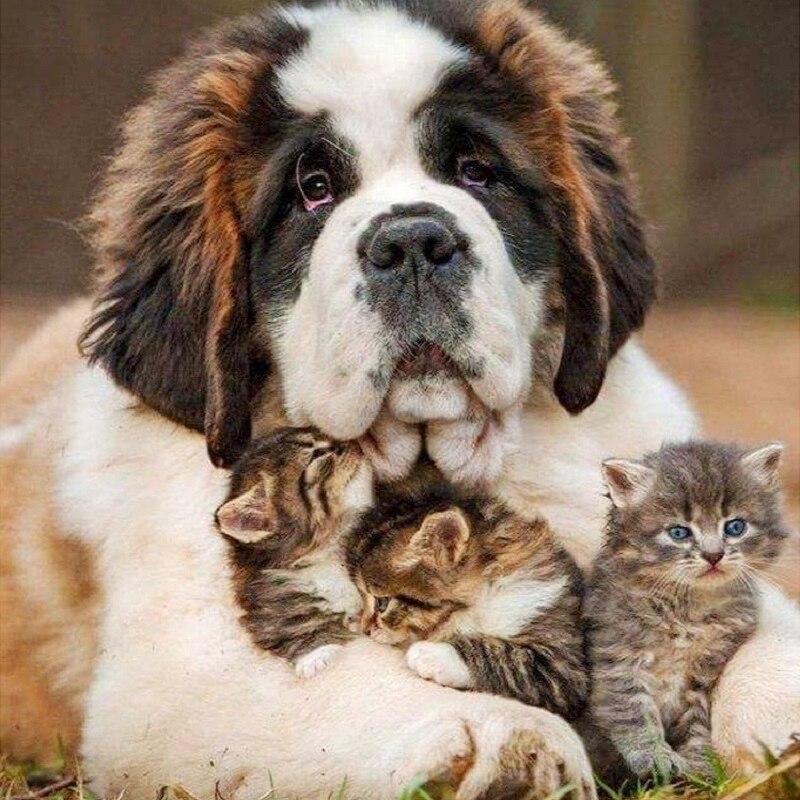Amazello home decor 5D Diamond Painting Saint Bernard and Kittens