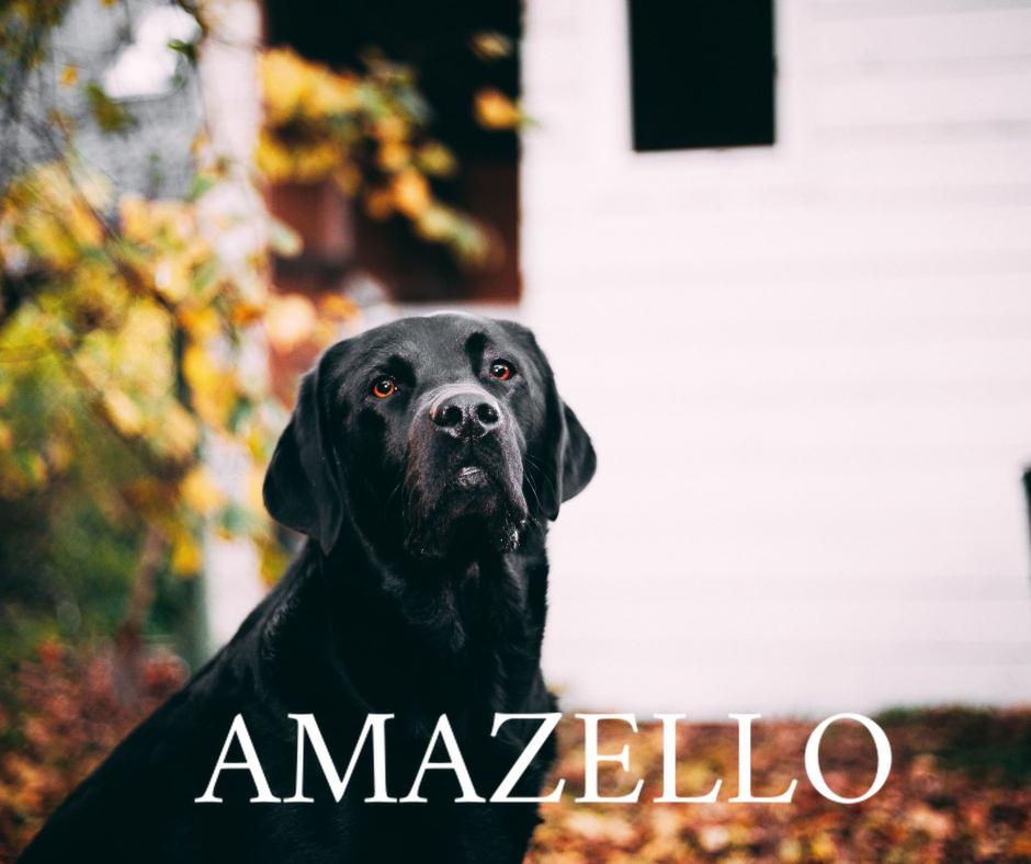 Amazello home decor 5D Diamond Painting Handsome Black Labrador