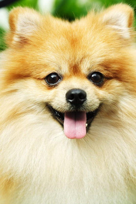 5D Diamond Painting Pomeranian