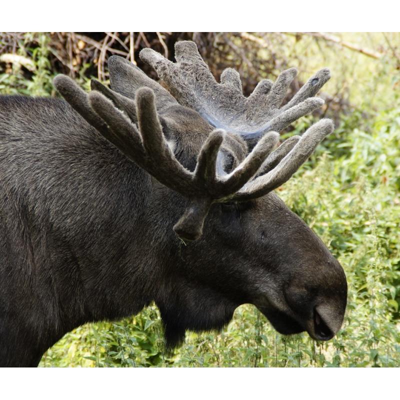 5D Diamond Painting Dark Brown Older Moose